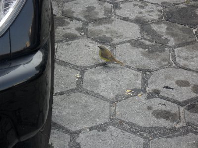 Photo of bird