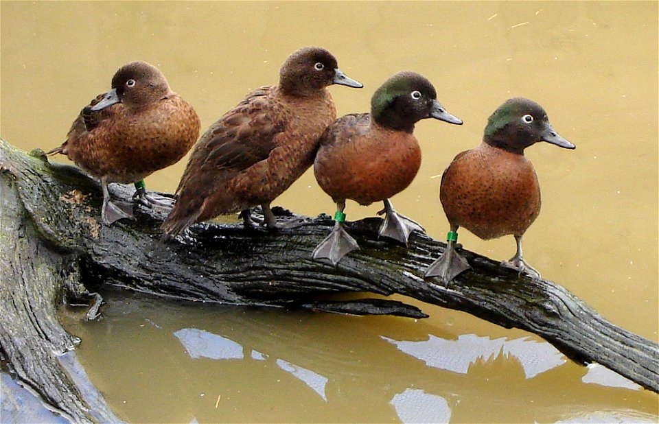 Campbell Island Teal