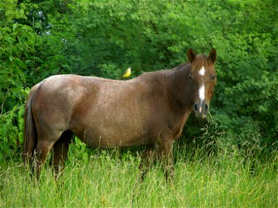 Cattle Tyrant (Machetornis rixosa) on horse, where it is likely feeding on parasites (Asuncion Bay, Paraguay)