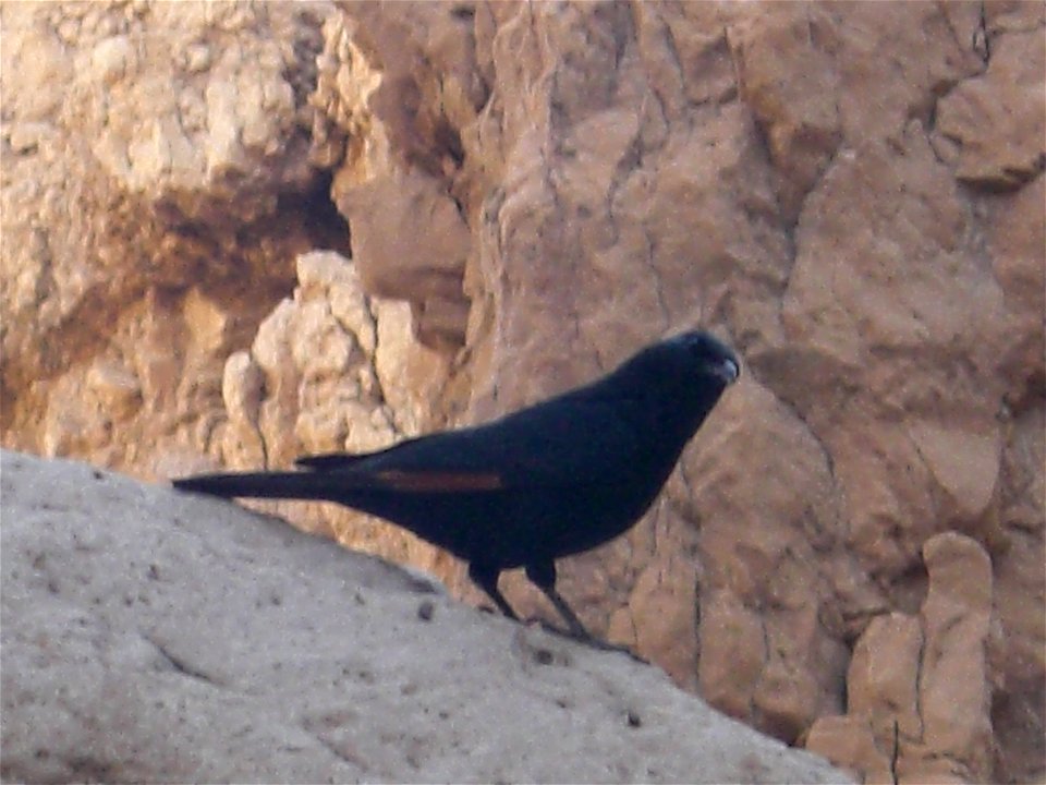 Tristram's Starling in Wadi Tamar, Israel, November 2006