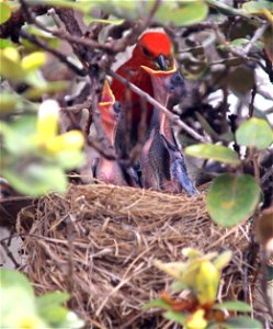 The ʻApapane is a species of finch in the Hawaiian honeycreeper subfamily, Drepanidinae, that is endemic to Hawaii.