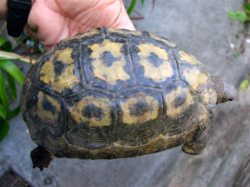 Female Chersina angulata tortoise in Cape Town.