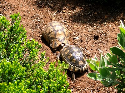 Two male Chersina angulata tortoises fighting. Photographed in Kirstenbosch botanical gardens.
