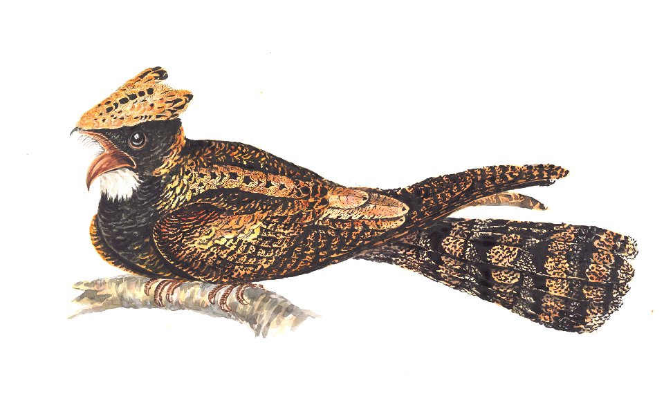 Eurostopodus macrotis bourdilloni