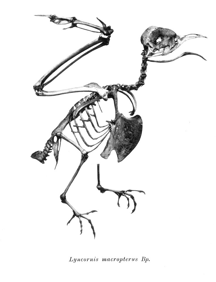 Bird skeletons. Note that the current scientific names need to be checked.

Lyncornis macropterus