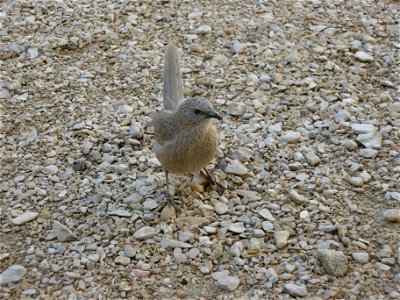 Turdoides squamiceps