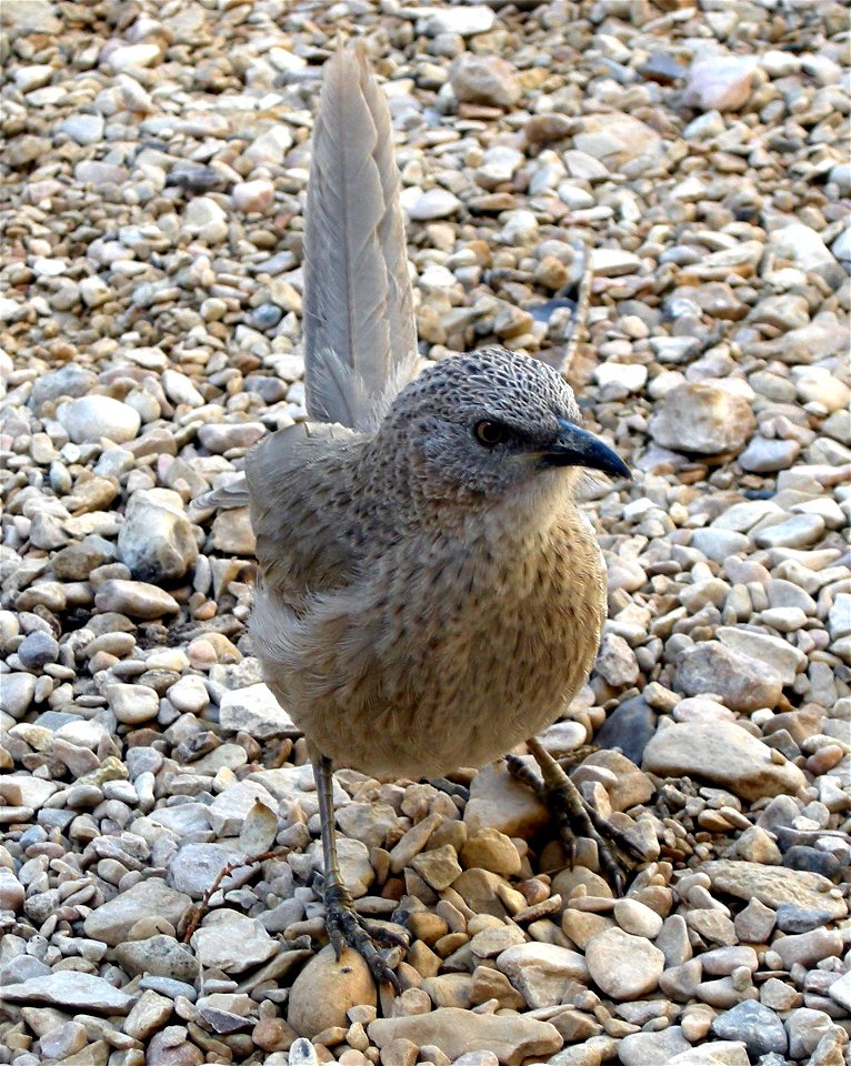Turdoides squamiceps