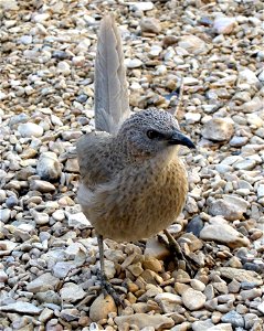 Turdoides squamiceps