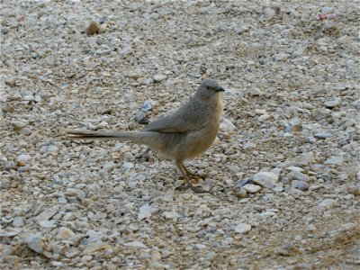 Turdoides_squamiceps2