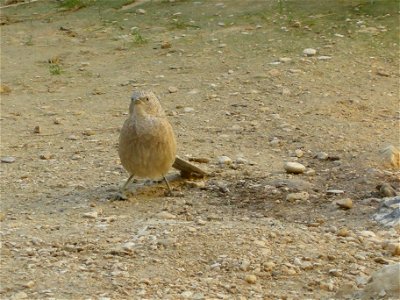 Turdoides_squamiceps3