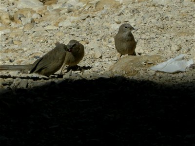 Turdoides_squamiceps4