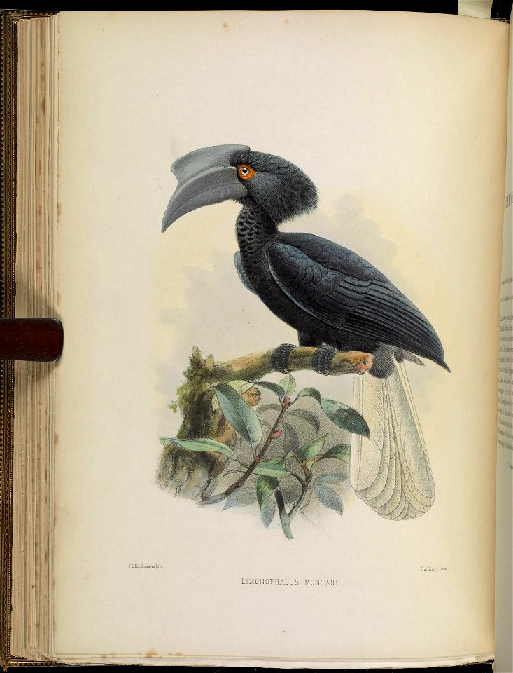 A monograph of the Bucerotidæ, or family of the hornbills.