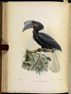 A monograph of the Bucerotidæ, or family of the hornbills.