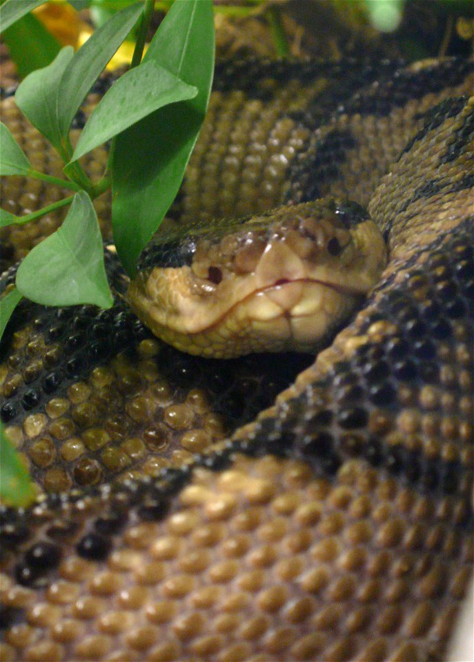 Central American bushmaster (Lachesis stenophrys