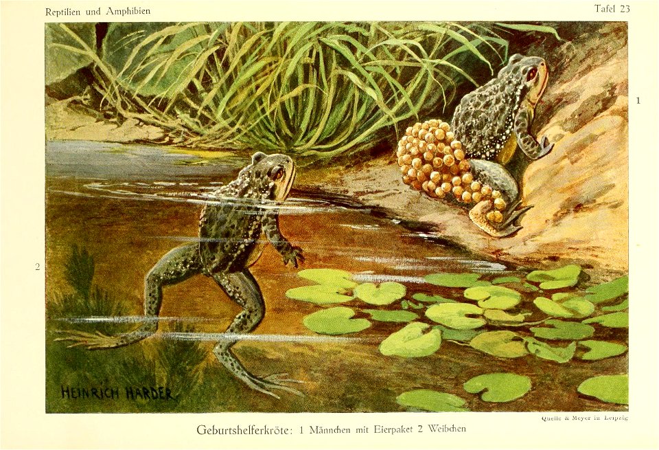 Richard Sternfeld Die Reptilien und Amphibien mitteleuropas Leipzig, Quelle & Meyer, 1912. In German 80 pages  illustrated with  30 coloured plates.
Alytes obstetricans (Laurenti, 1768)