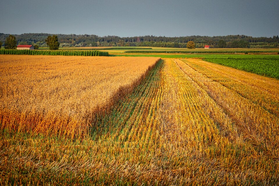 Nature summer arable