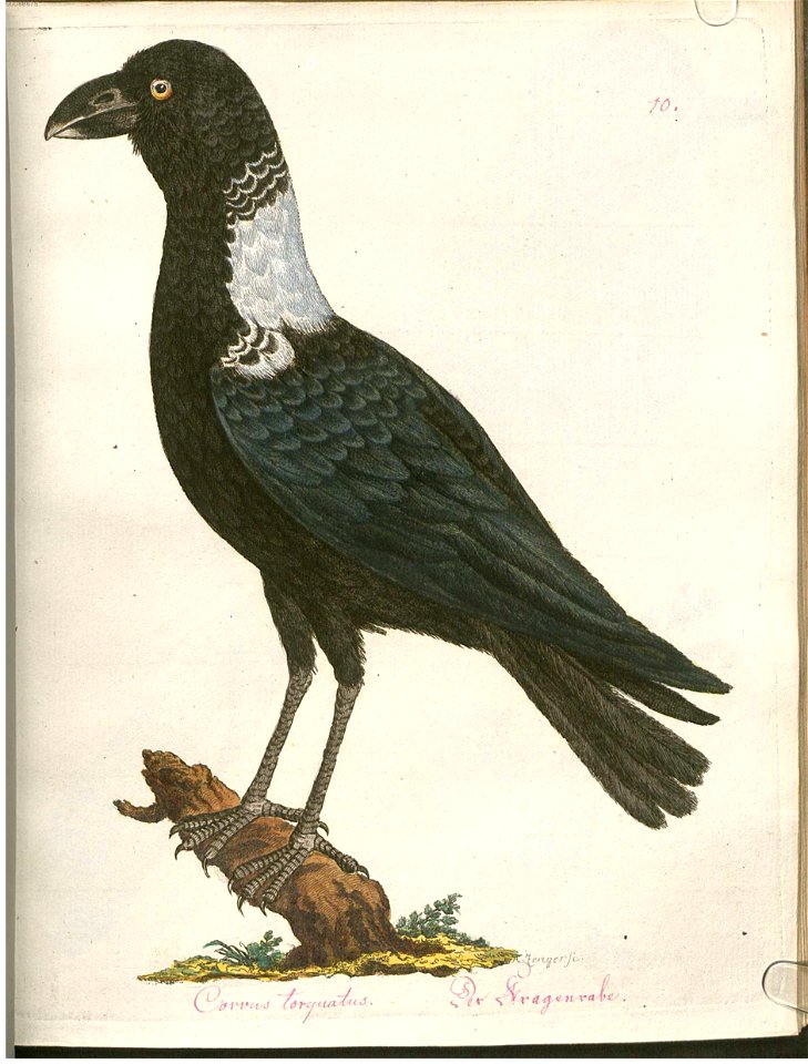 Illustrationen aus: Beytrag zur Naturgeschichte der Vögel. 3. Band, Wien: Typographische Gesellschaft, 1792.