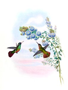 Heliopaedica xantusi = Basilinna xantusii [1]
