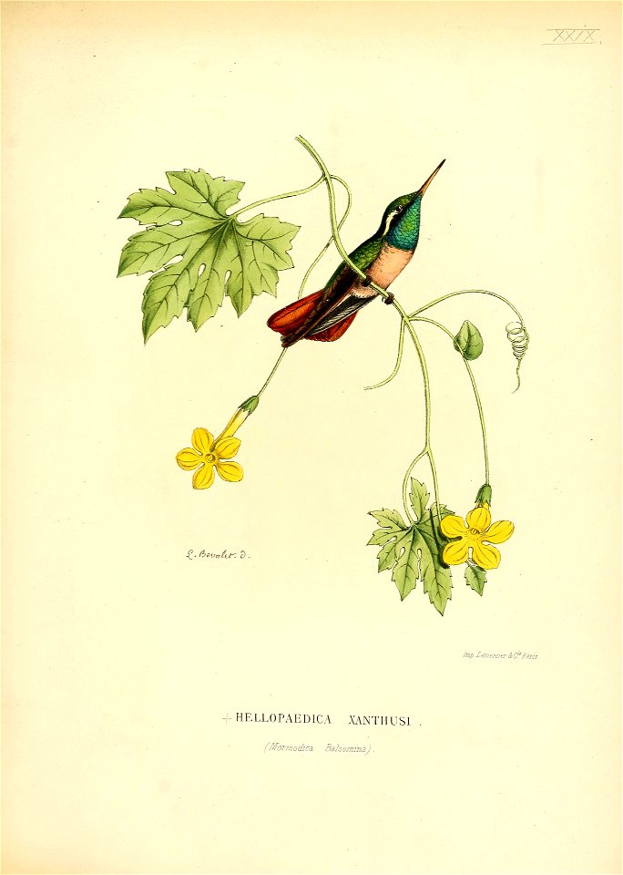 Heliopaedica xanthusi = Basilinna xantusii[1]