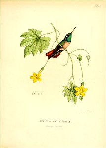 Heliopaedica xanthusi = Basilinna xantusii[1]