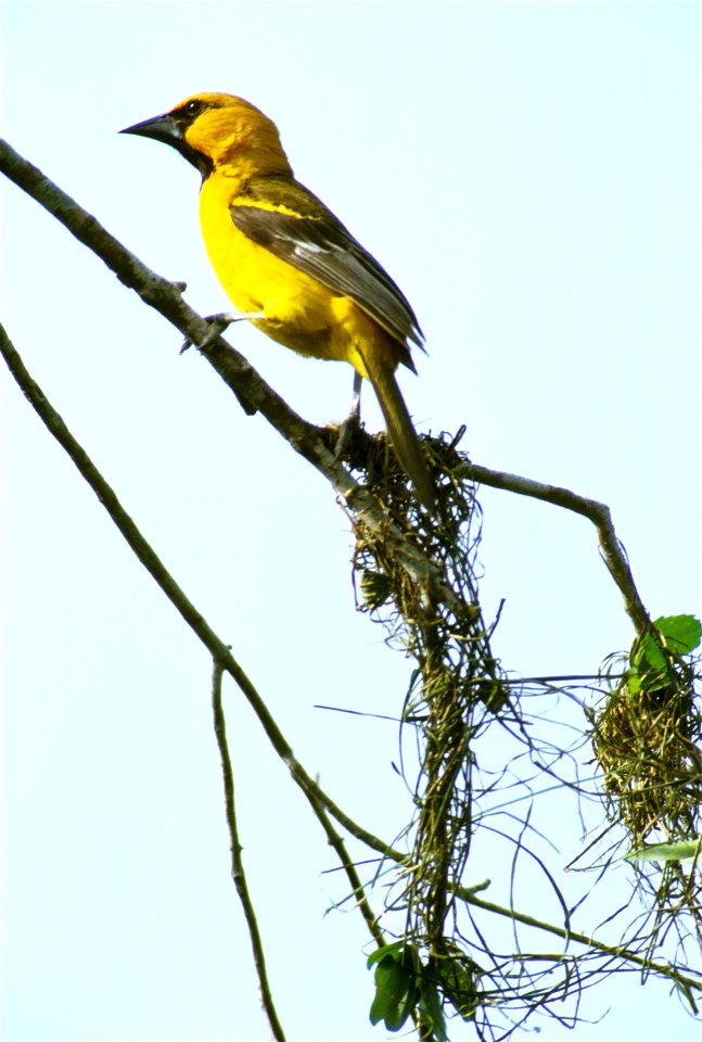 Altamira Oriole
