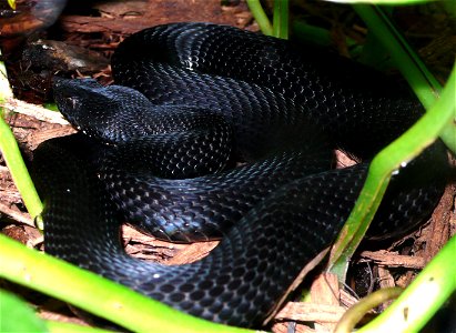 Caucasus viper (Vipera kaznakovi)