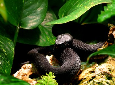 Caucasus viper (Vipera kaznakovi)