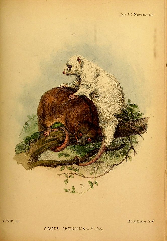 Proceedings of the Zoological Society of London (Mammalia Plate LXI) (7630000188)