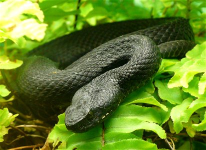 Caucasus viper (Vipera kaznakovi)