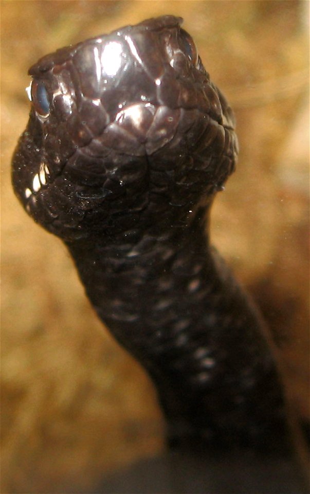 A Vipera kaznakovi, in Viperidae.