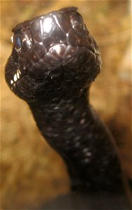 A Vipera kaznakovi, in Viperidae.