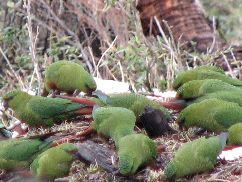 Cachañas en San Martín de los Andes, Provincia de Neuquén, Argentina.