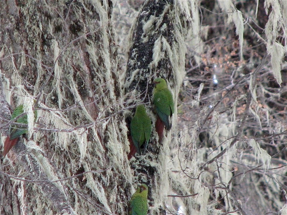 Cachaña (Enicognathus Ferrugineus)
