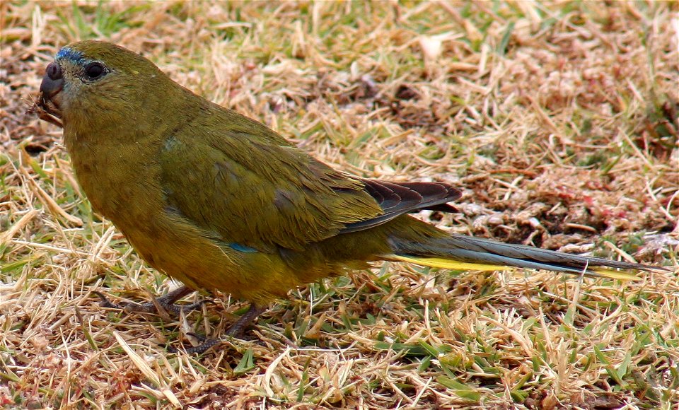 An adult (possibly female) Rock Parrot with grass seed in rain near Cape Leeuwin Lighthouse, Cape Leeuwin, Western Australia, Australia.