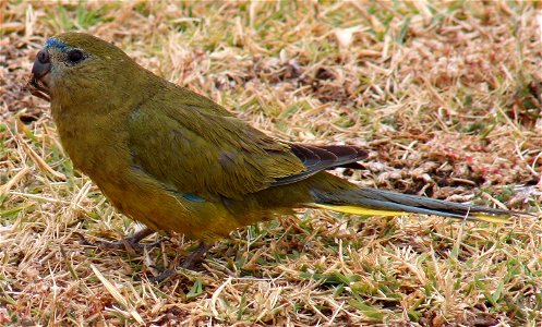 An adult (possibly female) Rock Parrot with grass seed in rain near Cape Leeuwin Lighthouse, Cape Leeuwin, Western Australia, Australia.