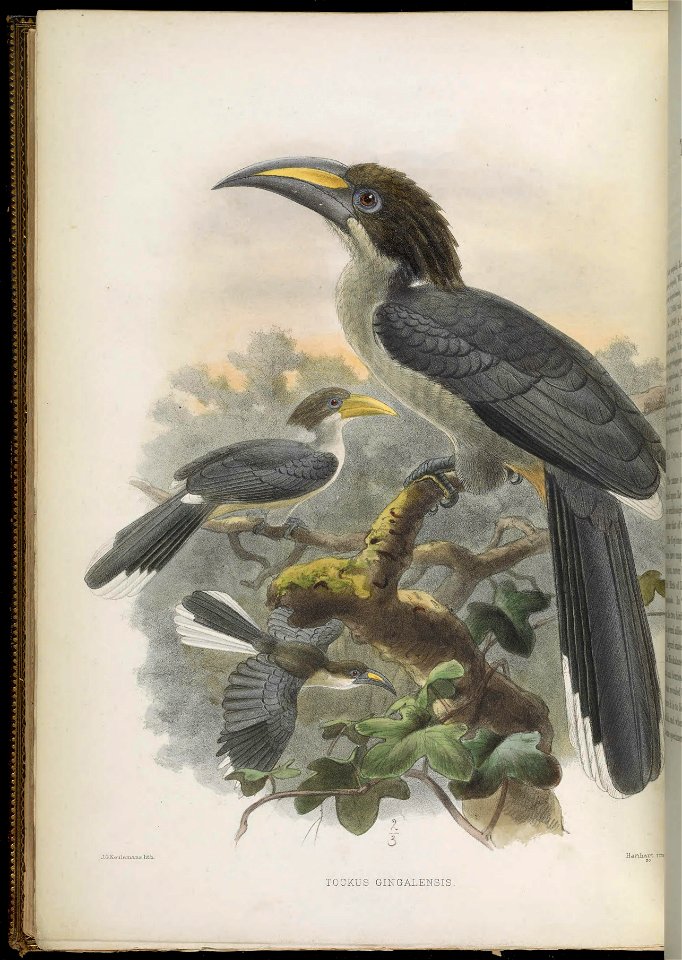 A monograph of the Bucerotidæ, or family of the hornbills.
