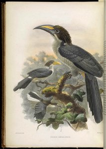 A monograph of the Bucerotidæ, or family of the hornbills.