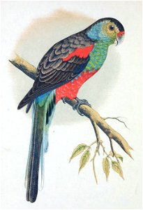 Print of the Beautiful or Paradise Parakeet from Parrots (1884-87) by W T Greene.