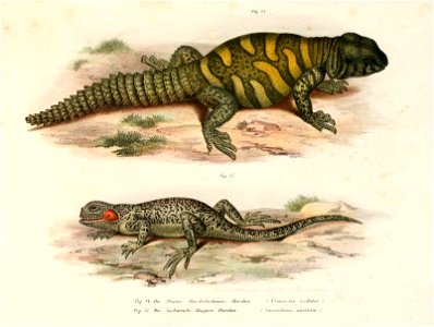 Bilder-Atlas zur wissenschaftlich-populären Naturgeschichte der Wirbelthiere /  von Leopold Joseph Fitzinger.