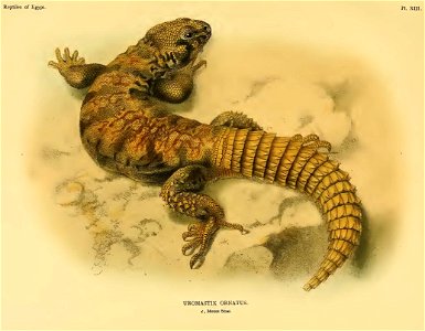Drawing of Uromastyx acanthinura