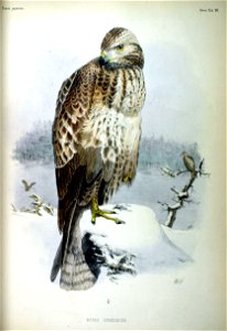 An illustration of an Upland Buzzard (Buteo hemilasius) from Fauna Japonica