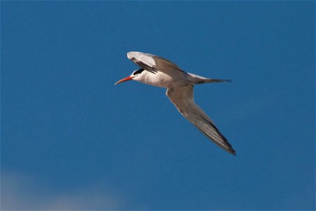 Elegant Tern

You are free to use this image with the following photo credit: Peter Pearsall/U.S. Fish and Wildlife Service
