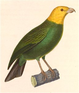 English:  « Psittacirostra icterocephala » = Psittirostra psittacea (ʻŌʻū) - maleFrançais :  « Psittacirostra icterocephala » = Psittirostra psittacea (Psi