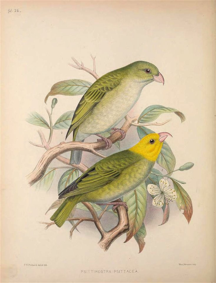 Psittirostra psittacea from The Birds of the Sandwich Islands