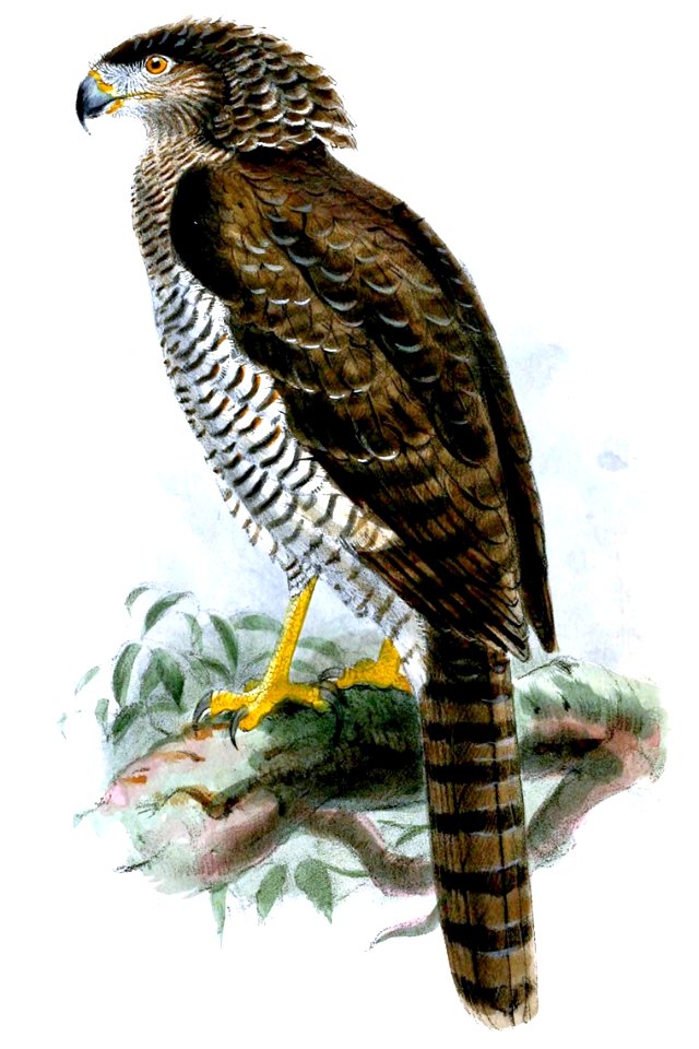 Eutriorchis astur