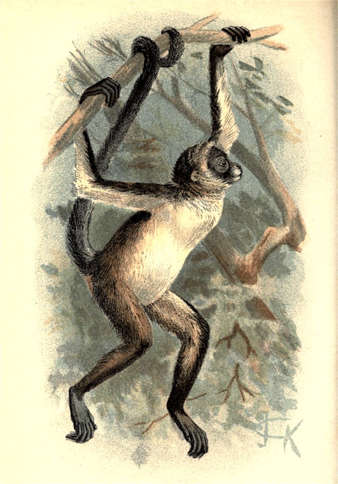 Plate XXI. Variegated Spider-Monkey Ateles variegatus.