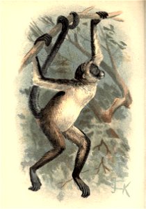 Plate XXI. Variegated Spider-Monkey Ateles variegatus.