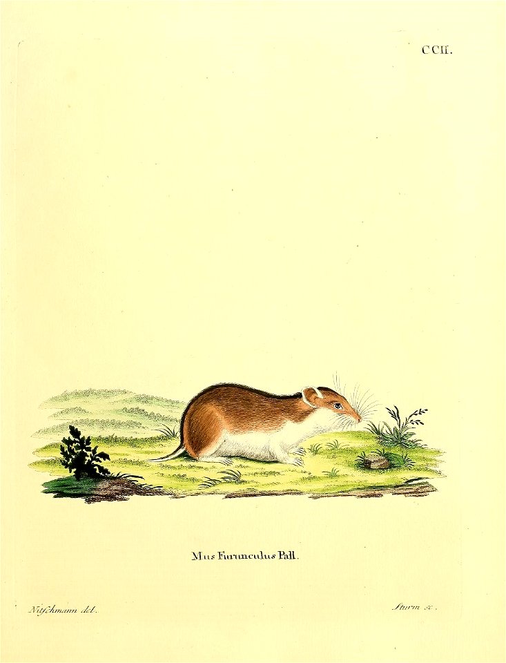 Mus phurunculus Pall = Cricetulus phurunculus (Pall. 1779)  = Cricetulus barabensis (Pallas 1773)