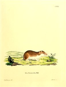 Mus phurunculus Pall = Cricetulus phurunculus (Pall. 1779)  = Cricetulus barabensis (Pallas 1773)