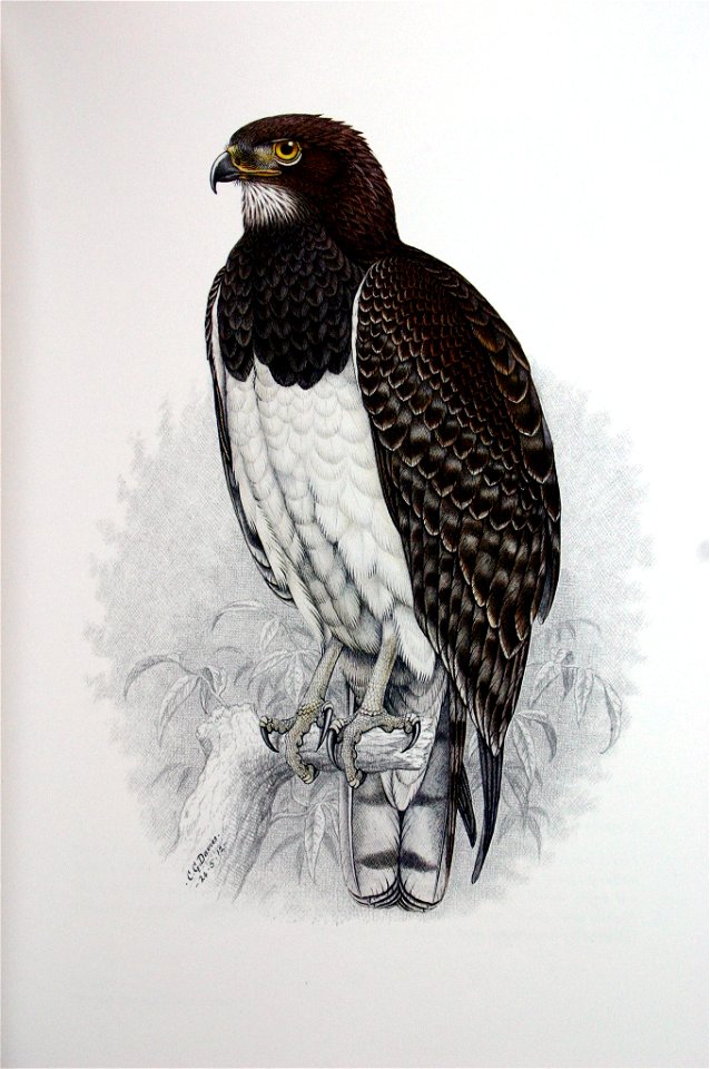 Black-breasted Snake-Eagle (Circaetus pectoralis)
